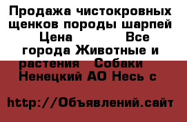 Продажа чистокровных щенков породы шарпей › Цена ­ 8 000 - Все города Животные и растения » Собаки   . Ненецкий АО,Несь с.